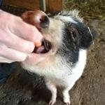 Jax takes a carrot at Nevins Farm in Methuen.